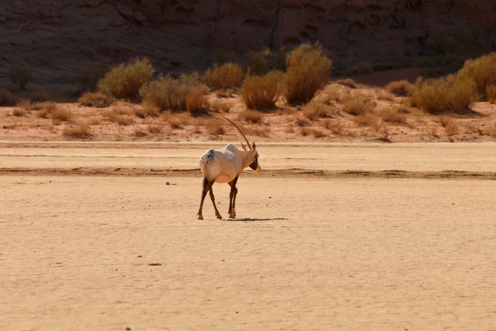 saoedi arabië 2025 11 05 (168)